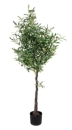 Olivenbaum, 160 cm Fiorel, LEONARDO